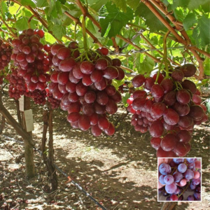 Red Grapes (Angur) – Grafted Plant