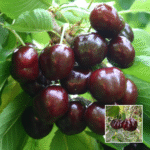 Blackstar Red Cherry - Exotic Plant - Buy Online at Green Glow Nursery