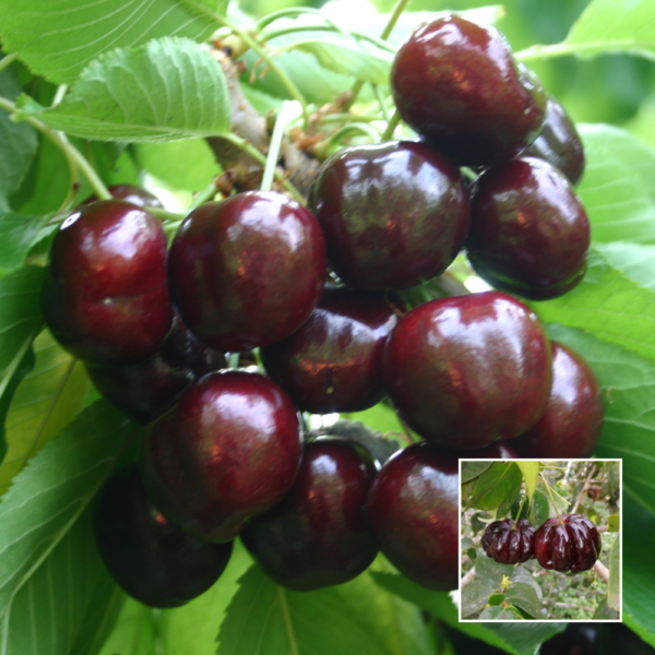 Blackstar Red Cherry - Exotic Plant