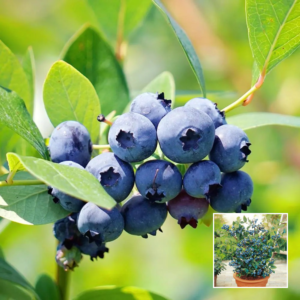 Blueberry – Exotic Plant