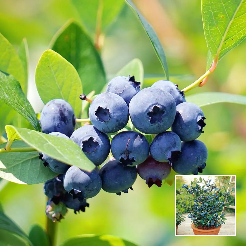 Blueberry Plant