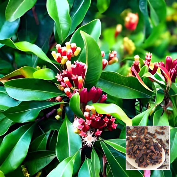 Clove Plant (Long) - Grafted