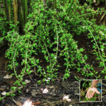 Elaichi Plant - Buy Online at Green Glow Nursery