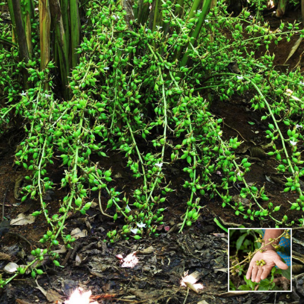 Elaichi - Grafted Spice Plant