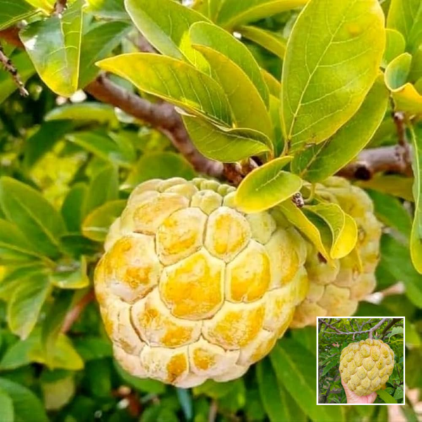 Golden Custard Apple - Exotic Plant