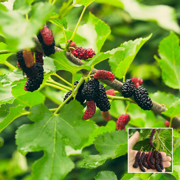 Sweet Mulberry - Exotic Plant