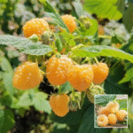 Sweet Raspberry - Exotic Plant - Buy Online at Green Glow Nursery
