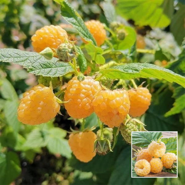 Sweet Raspberry - Exotic Plant