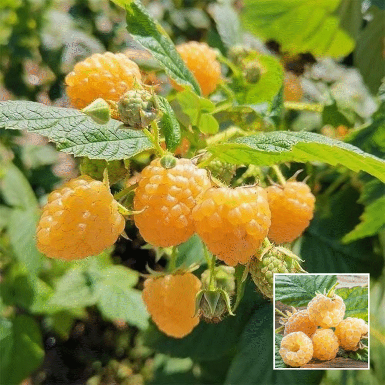 Exotic Raspberry Sweet Raspberry - Exotic Plant | Green Glow Nursery