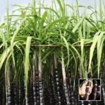 Black Sugarcane Plant - Buy Online at Green Glow Nursery