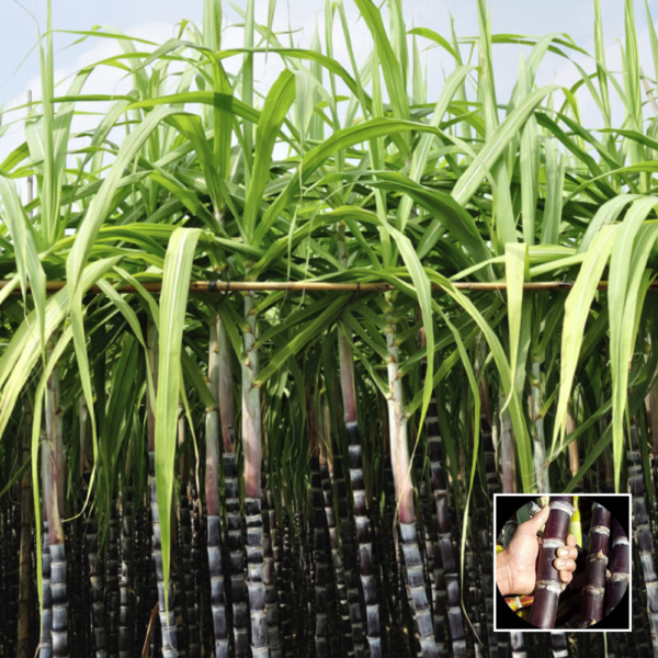 Black Sugarcane - Exotic Plant