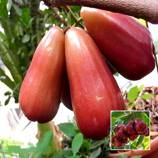Jambu King Kong Water Apple - Grafted Plant