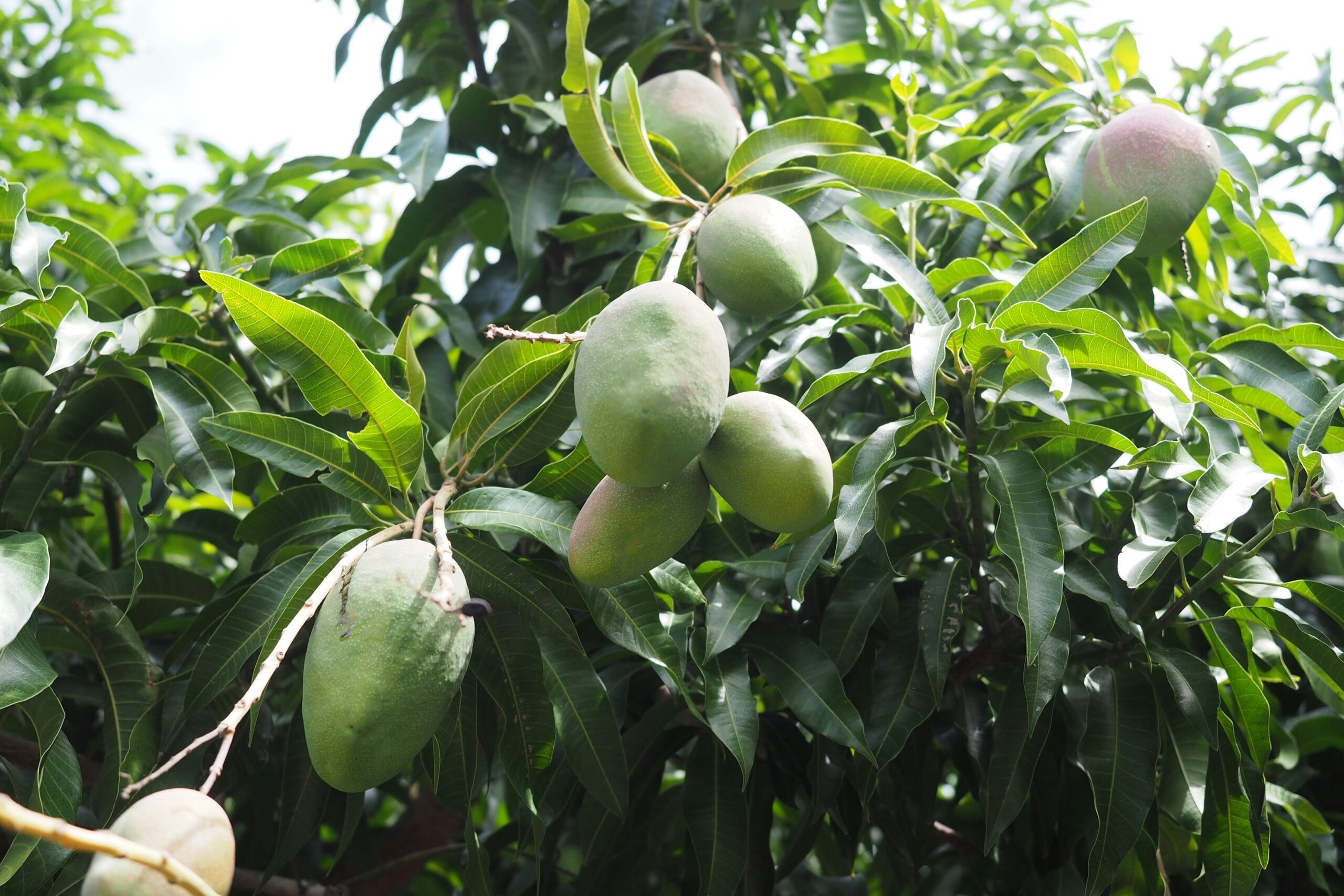 Mango Tree with Fresh Mangoes