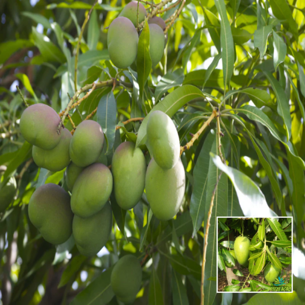 Neelam Mango - Grafted Plant
