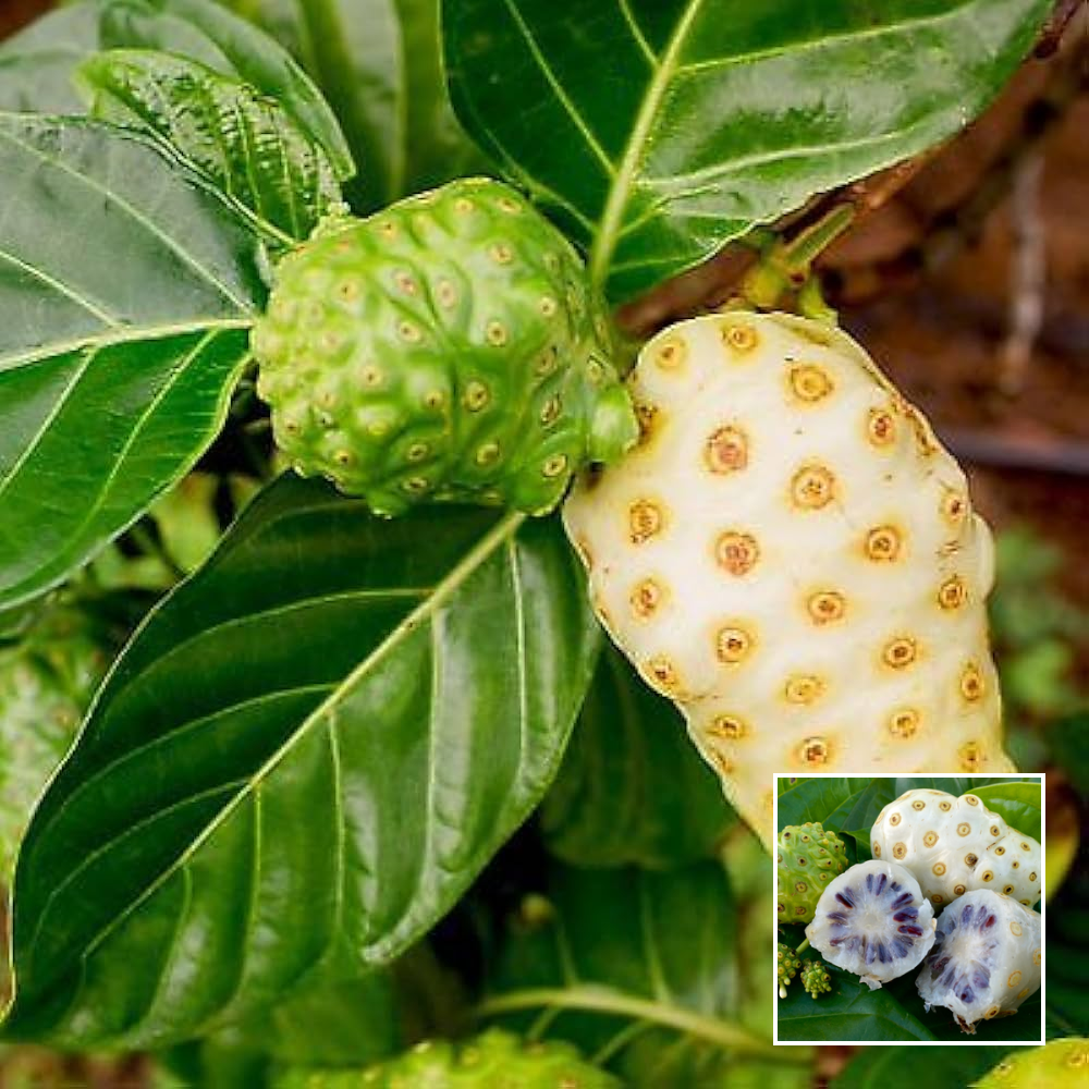 Noni Fruit