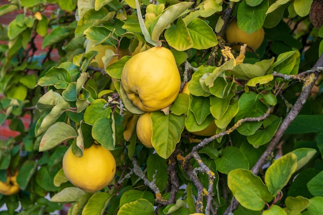 Fresh fruit plants – Green Glow Nursery