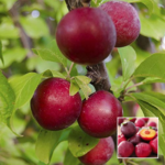 Aloo Bukhara (Plum) - Grafted Plant - Buy Online at Green Glow Nursery