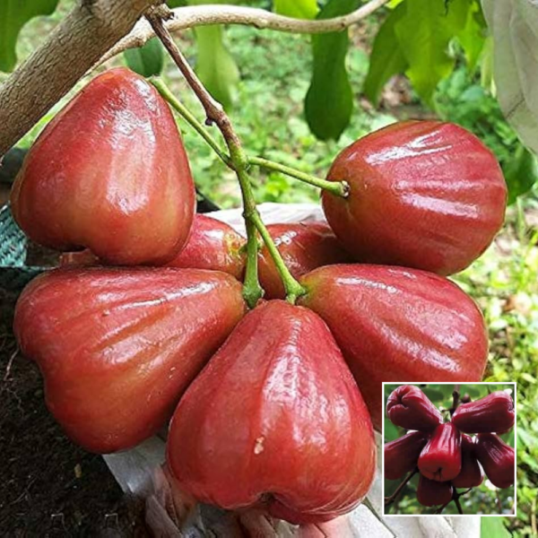 Bali Chamba Water Apple - Exotic Fruit