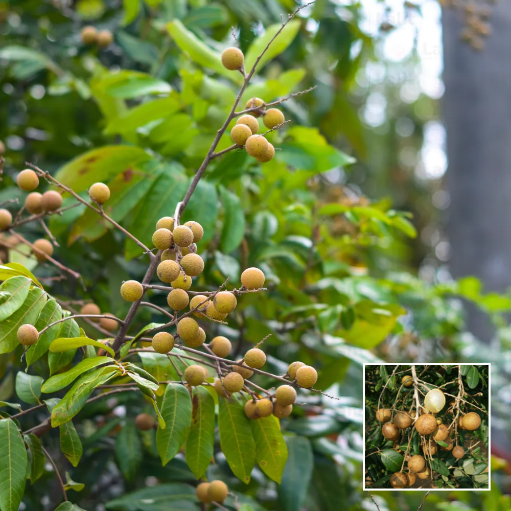 Black Longan Plant