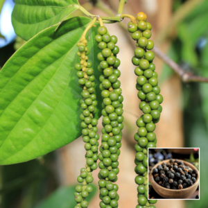 Black Papper (Kali Mirch) – Spice Plant