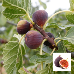 Diana Anjeer – Exotic Plant