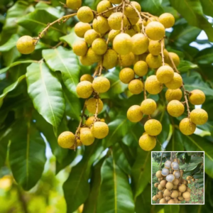 Four Season Longan – Exclusive (Rare) Variety