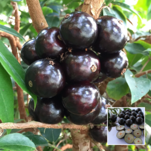 Jabuticaba Plant – Rare Plant Variety