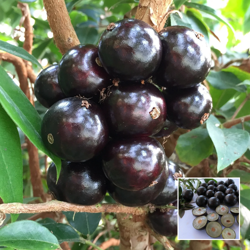 Jaboticaba Fruit