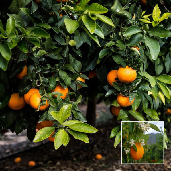 Jaffa Orange - Exotic Citrus Fruit