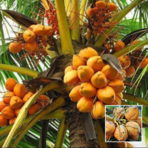 Keralian Coconut – Exotic Plant