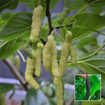Long Mulberry Plant - Buy Online at Green Glow Nursery