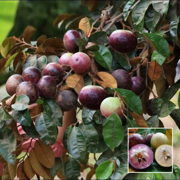 Milk Fruit (Star Apple) - Exotic Fruit