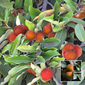 Velvet Apple – Exotic Plant