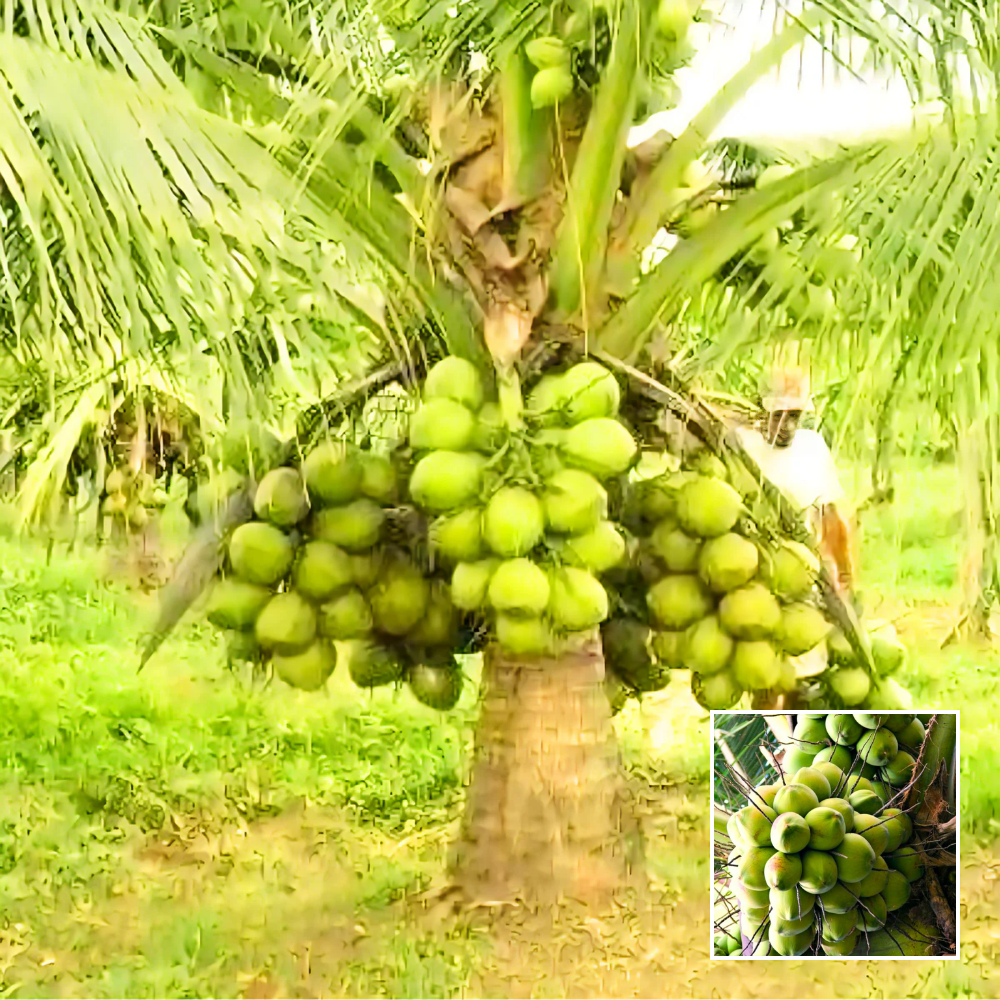 malaysian green drop coconut plant
