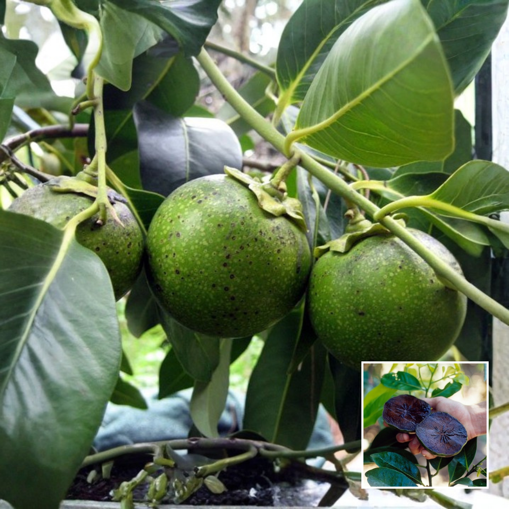 Black Sapota (Chikoo) Plant – Exotic - Buy Online at Green Glow Nursery