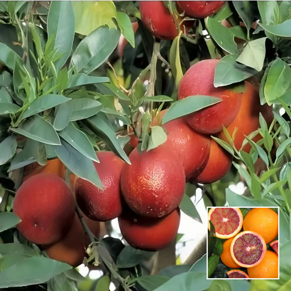 Blood Malta Plant – Grafted - Buy Online at Green Glow Nursery