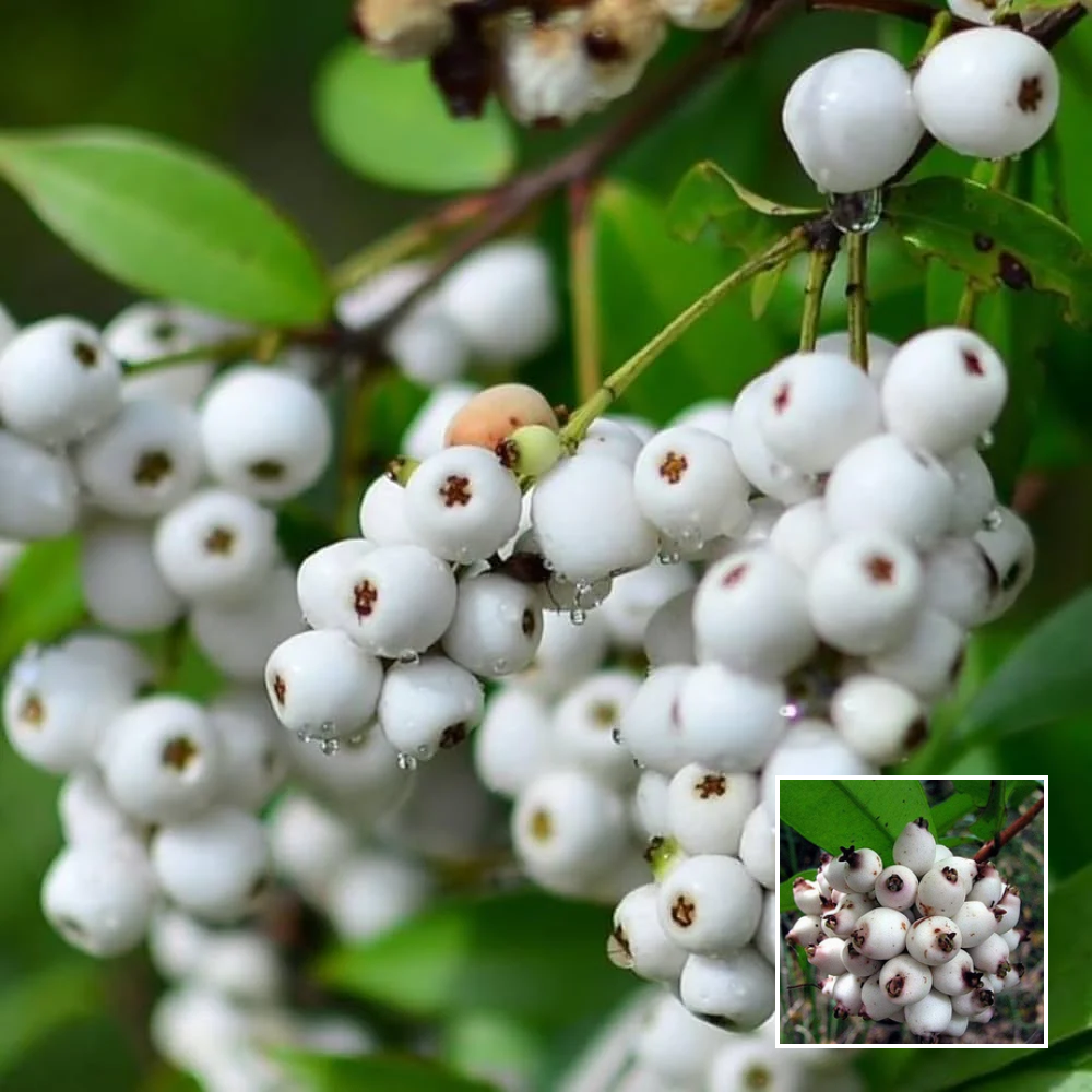Cat Eye Fruit Plant – Exotic - Buy Online at Green Glow Nursery