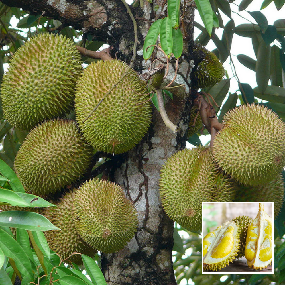 Durian Fruit Plant – Exotic | Green Glow Nursery Durian Fruit Plant – Exotic