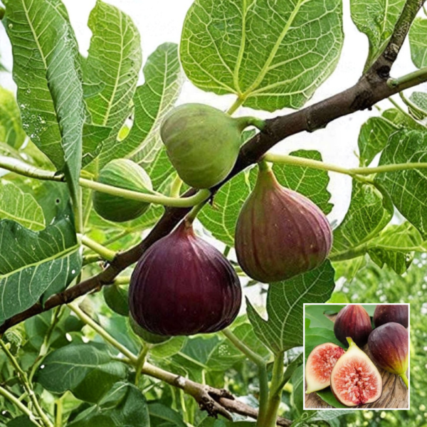 Five Finger Anjeer Plant
