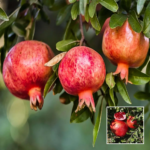 Gm2 Anar Plant - Buy Online at Green Glow Nursery