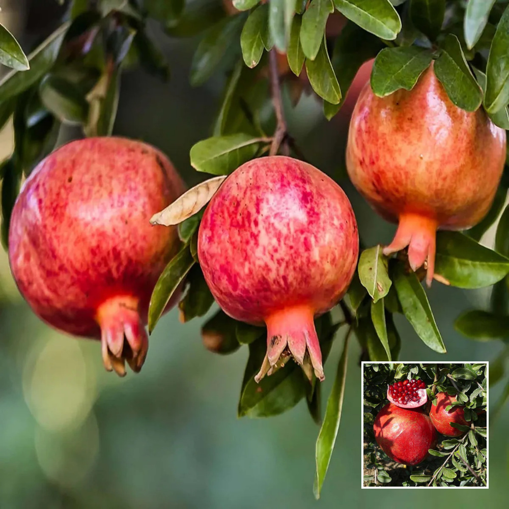 Gm2 Anar Plant - Buy Online at Green Glow Nursery