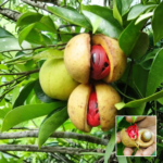 Jaifal Plant - Buy Online at Green Glow Nursery