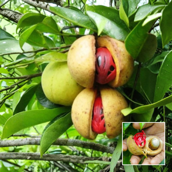Jaifal Plant