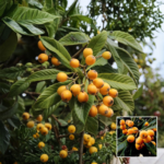 Loquat Fruit Plant - Buy Online at Green Glow Nursery