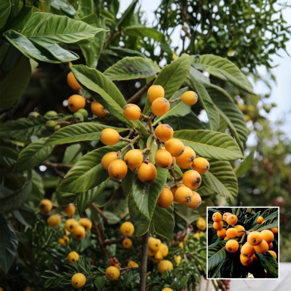 Loquat Fruit Plant