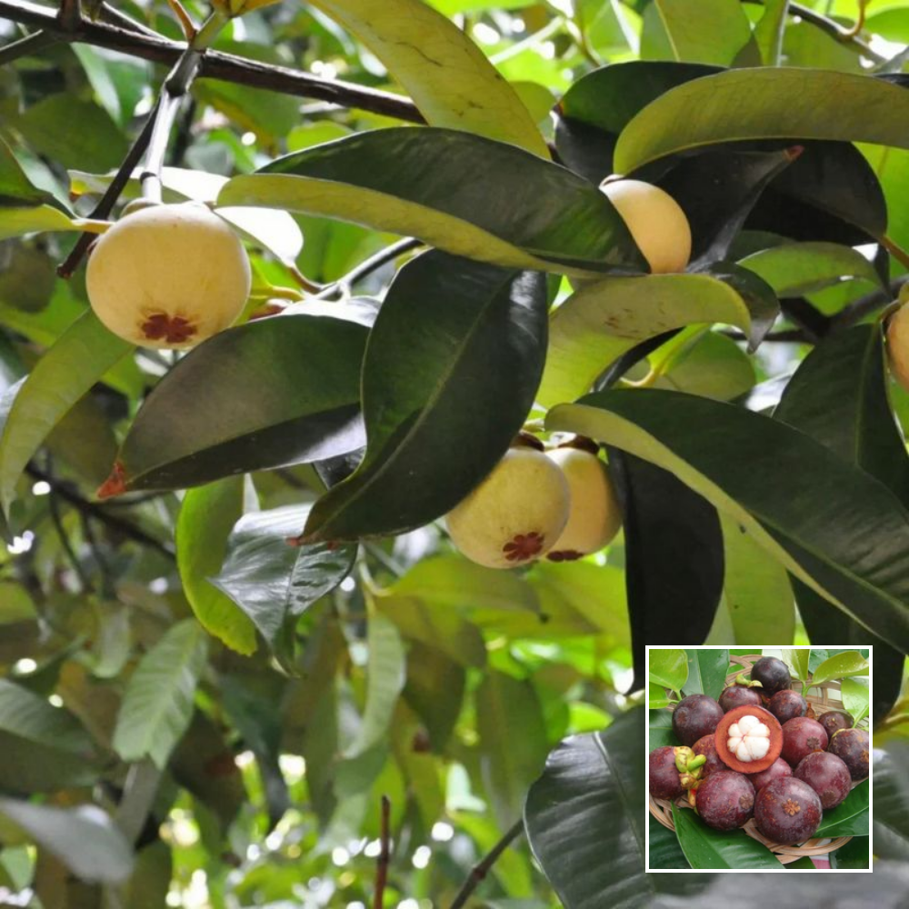 Mangosteen Plant - Exotic Plant | Green Glow Nursery Mangosteen Plant - Exotic Plant