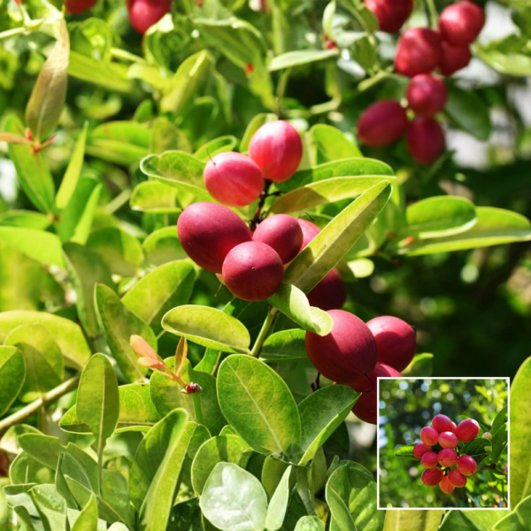 Miracle Fruit Plant – Exotic
