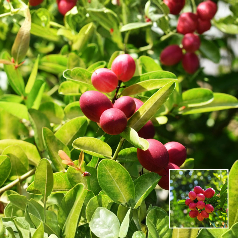 Miracle Fruit Plant – Exotic - Buy Online at Green Glow Nursery