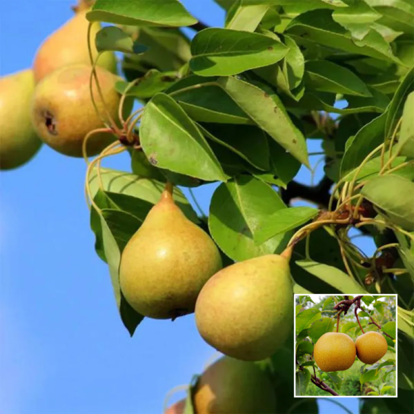 Nashpati Fruit Plant