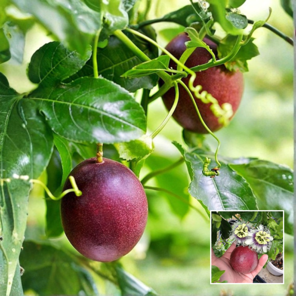 Passion Fruit Plant – Grafted